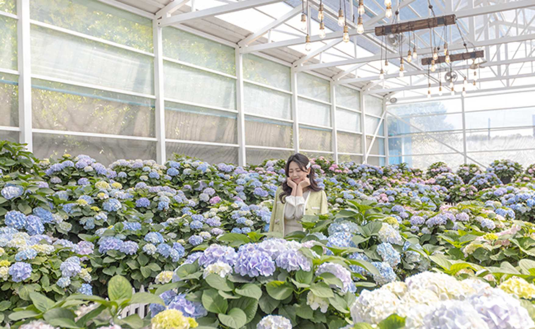 Immerse yourself in a sea of colorful blooms while enjoying delightful encounters with friendly rabbits and baby pigs in Jeju's charming Hueree Natural Park. Perfect for memorable photos!